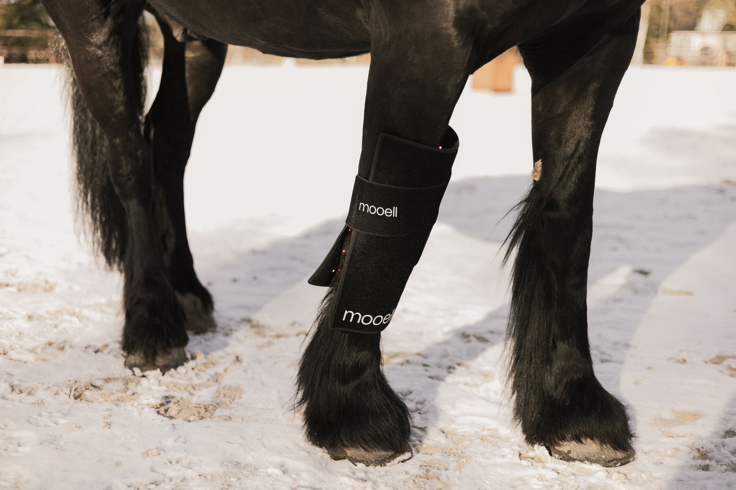 Lysterapi på hest med Mooell pad fastgjort omkring forben for målrettet LED-behandling.