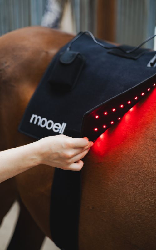 Lysterapi til hest med aktiv Mooell pad, der udsender rødt lys til muskelbehandling.