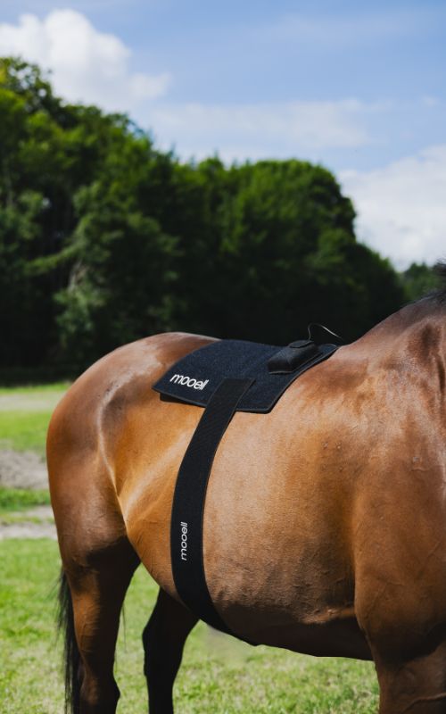 Hest med Mooell lysterapi pad fastgjort over ryggen, klar til behandling i naturen.