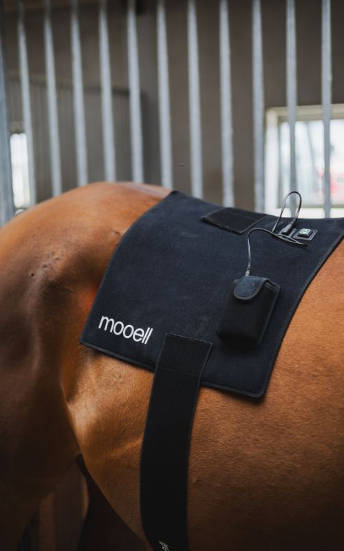 Hest med Mooell lysterapi pad fastgjort over ryggen i staldmiljø klar til brug.