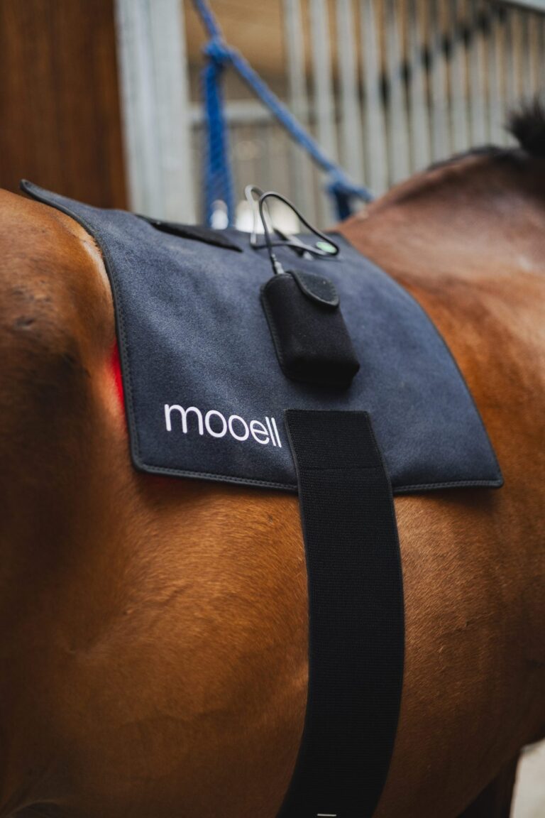 mooell lysterapi-pad med logo på hestens ryg
